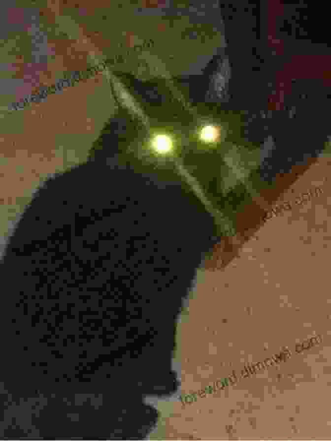 A Black Cat With Glowing Green Eyes The Witches Journal: Recipes Spells Poems Tea Leaves Candles Familiars And More (Witchwood Estate Collectables)