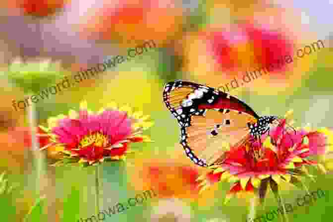 A Close Up Of A Colorful Butterfly Perched On A Flower Nature Travel Guide: Birds Butterflies And Dragonflies Of The South West Coast England (Nature Travel Guide Series)