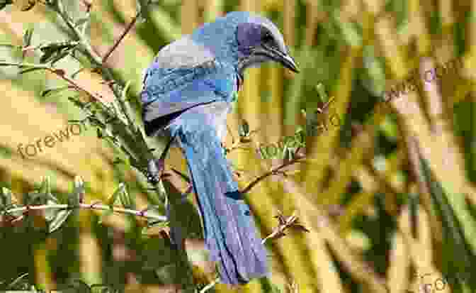 A Florida Scrub Jay Perched On A Branch, Its Vibrant Plumage A Symbol Of The Importance Of Preserving Florida's Diverse Ecosystems. Encounters With Florida S Endangered Wildlife