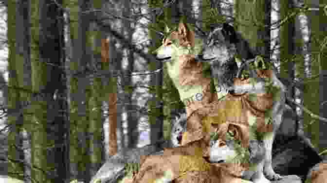 A Pack Of Wolves Interacting In The Wilderness Eastman Guide To Birds The: Natural History Accounts For 150 North American Species