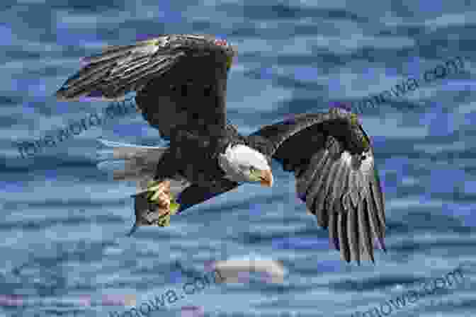 Bald Eagle Swooping Down To Catch A Fish Eastman Guide To Birds The: Natural History Accounts For 150 North American Species