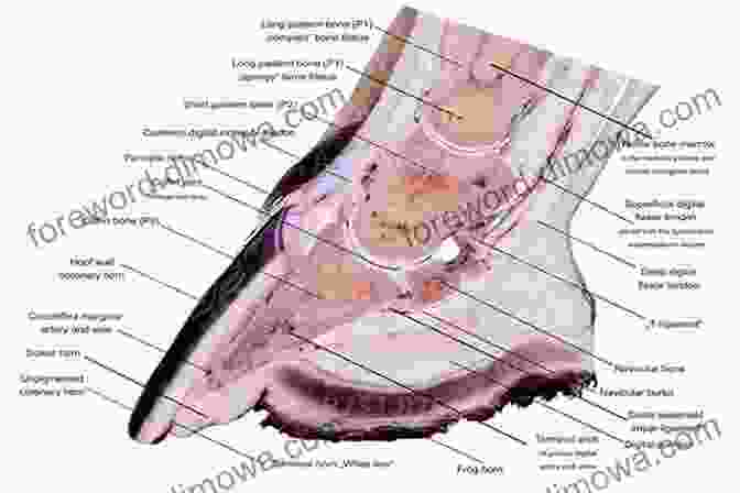 Detailed Diagram Of Equine Hoof Anatomy Pathological Horse Shoeing: A Theory And Practice Of The Shoeing Of Horses By Which Every Disease Affecting The Foot Of The Horse May Be Absolutely Cured Action Of The Limbs Effectively Corrected