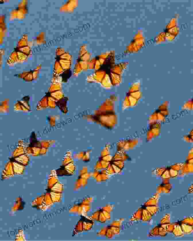 Monarch Butterflies Migrating In Large Numbers Eastman Guide To Birds The: Natural History Accounts For 150 North American Species