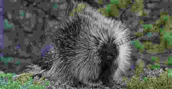 Porcupine Standing In A Defensive Posture With Its Quills Raised Eastman Guide To Birds The: Natural History Accounts For 150 North American Species