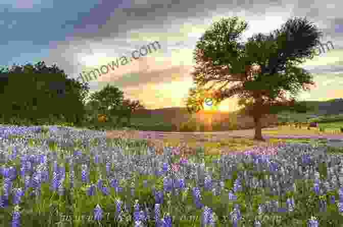 Rolling Hills, Vineyards, And Bluebonnets In Texas Hill Country Frommer S EasyGuide To Texas Hill Country